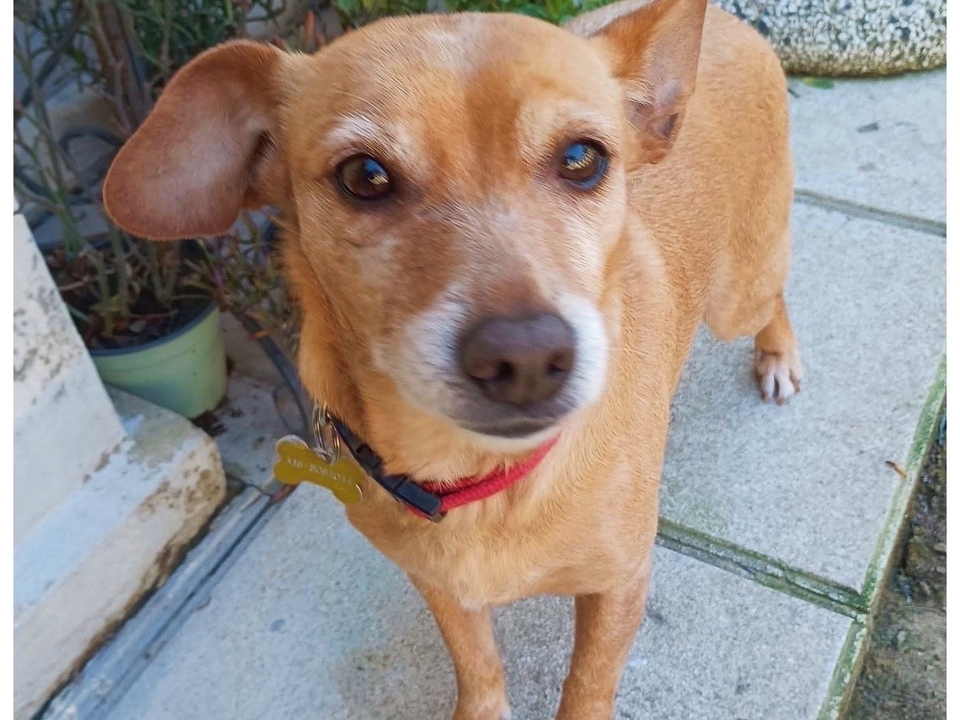 Adozione cane, femmina, Razza sconosciuta Razza sconosciuta, 10 anni e 6 mesi, taglia piccola, Prato