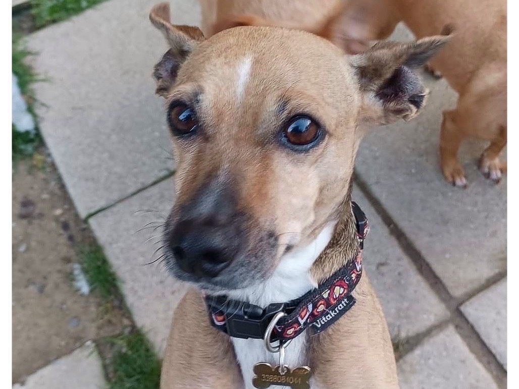 Adozione cane, femmina, Razza sconosciuta Razza sconosciuta, 9 anni e 10 mesi, taglia piccola, Prato