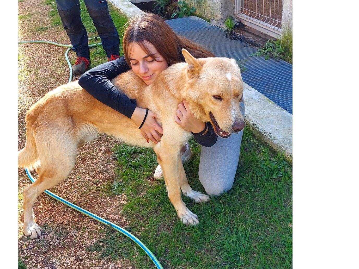 Vuoi adottare un cane a Bari?