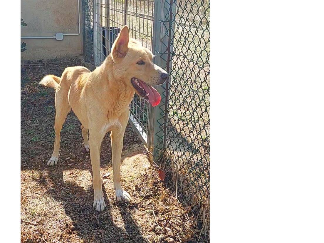 Adotta il cane STING a Bari