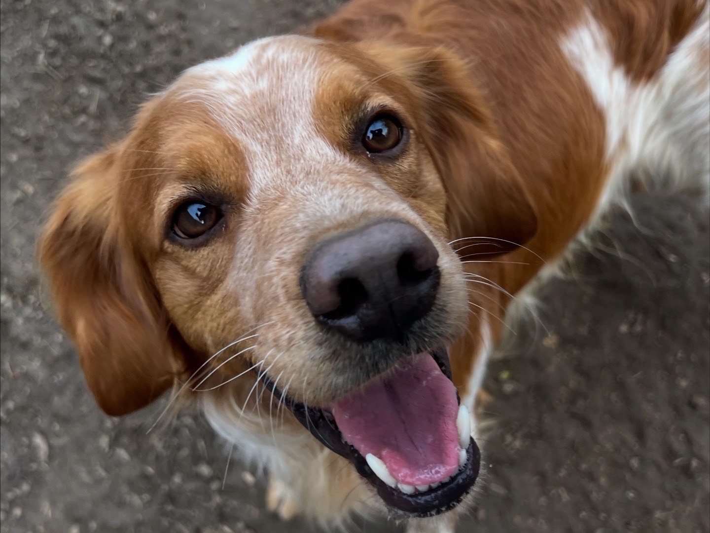 Adotta un cane, maschio, 4 anni e 5 mesi, Viterbo
