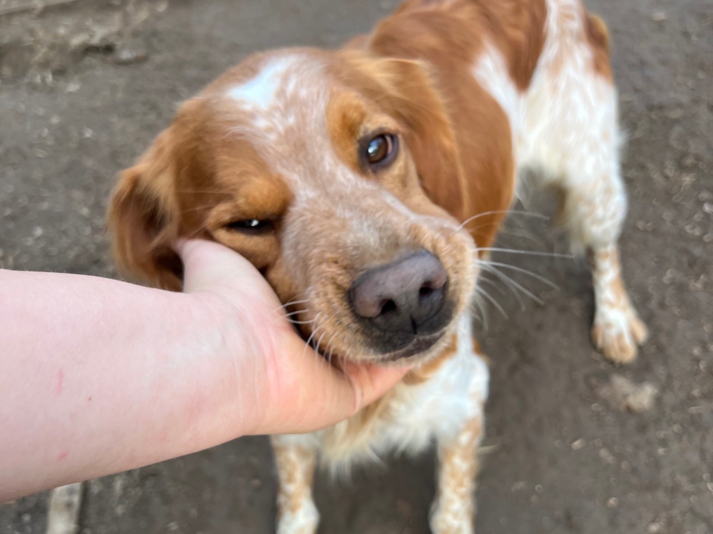 Vuoi adottare un cane a Viterbo?