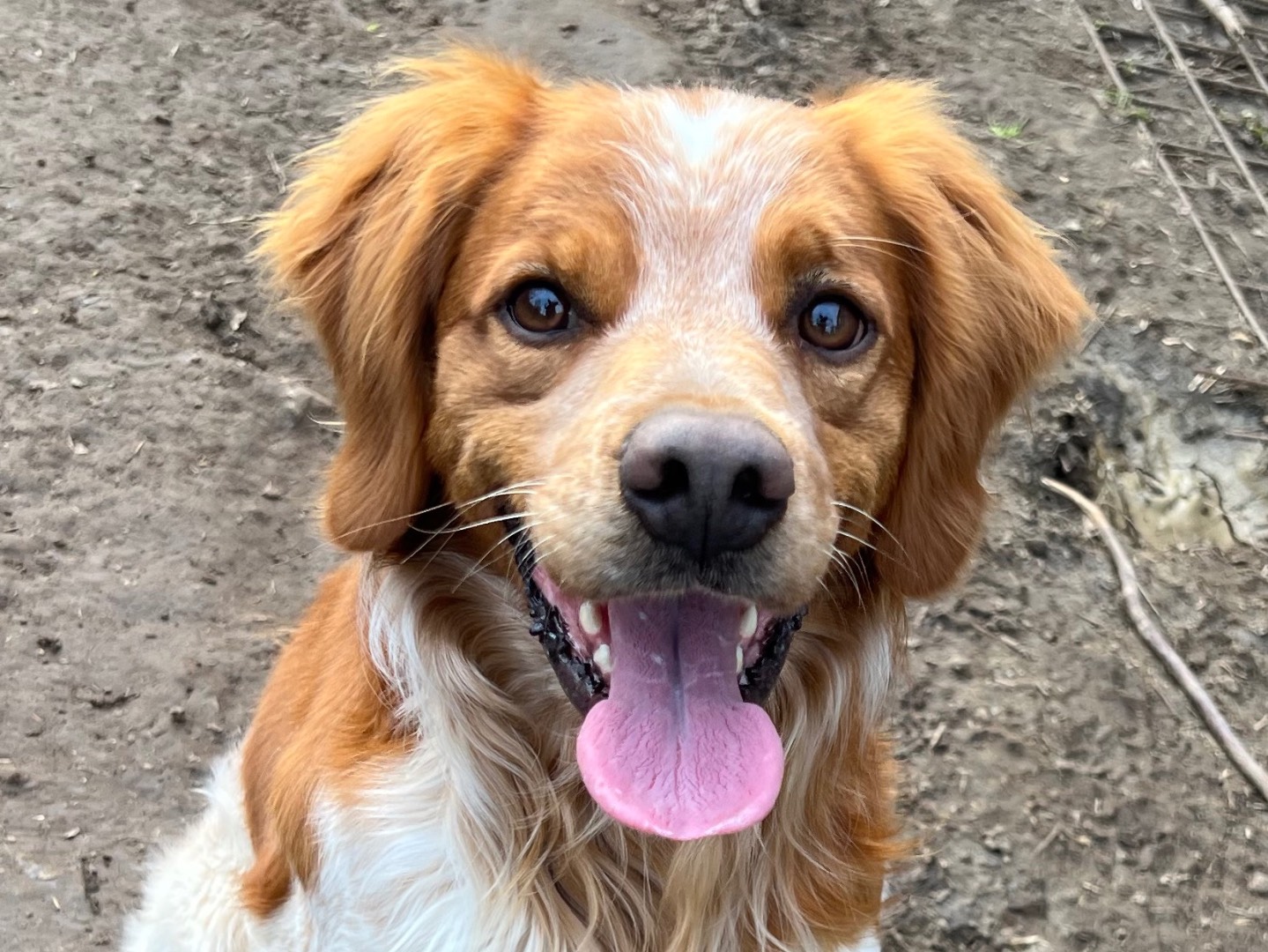 Adotta il cane Red a Viterbo