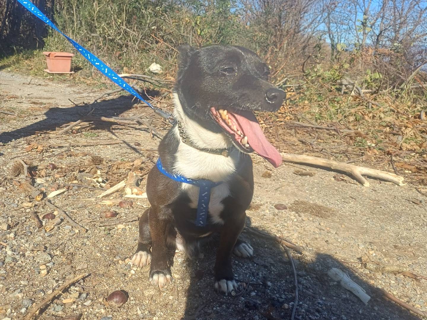 Adotta un cane, maschio, 5 anni, Catanzaro