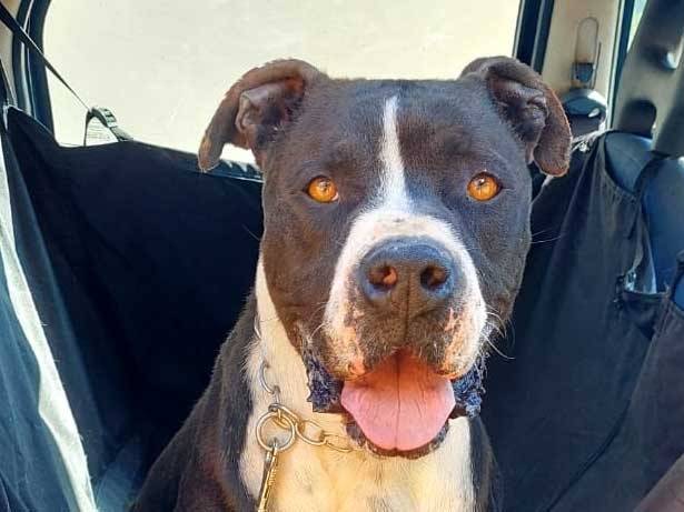 Adozione cane, maschio, Pitbull Razza sconosciuta, 4 anni e 8 mesi, taglia media, Bari