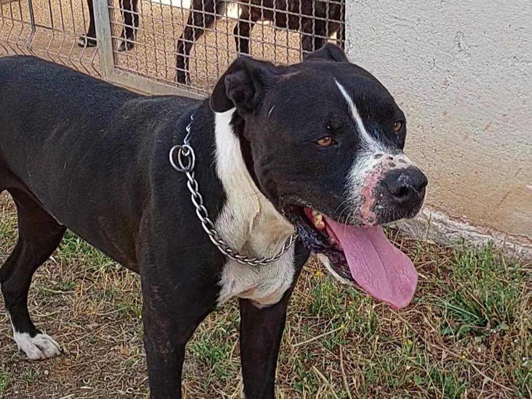 Adotta un cane, maschio, 4 anni e 8 mesi, Bari