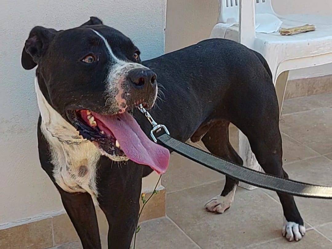 Adotta un cane, taglia media, maschio, Bari