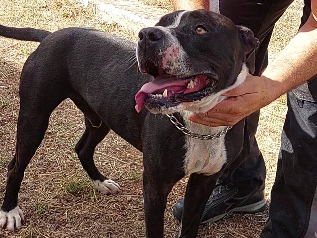 Vuoi adottare un cane a Bari?