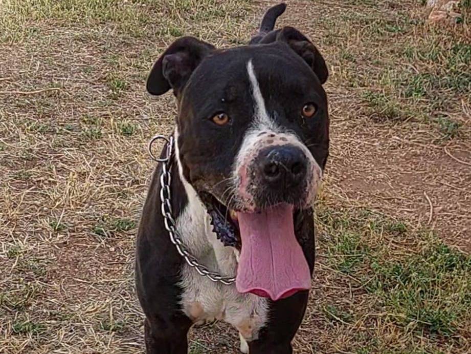 Adotta il cane TYSON a Bari