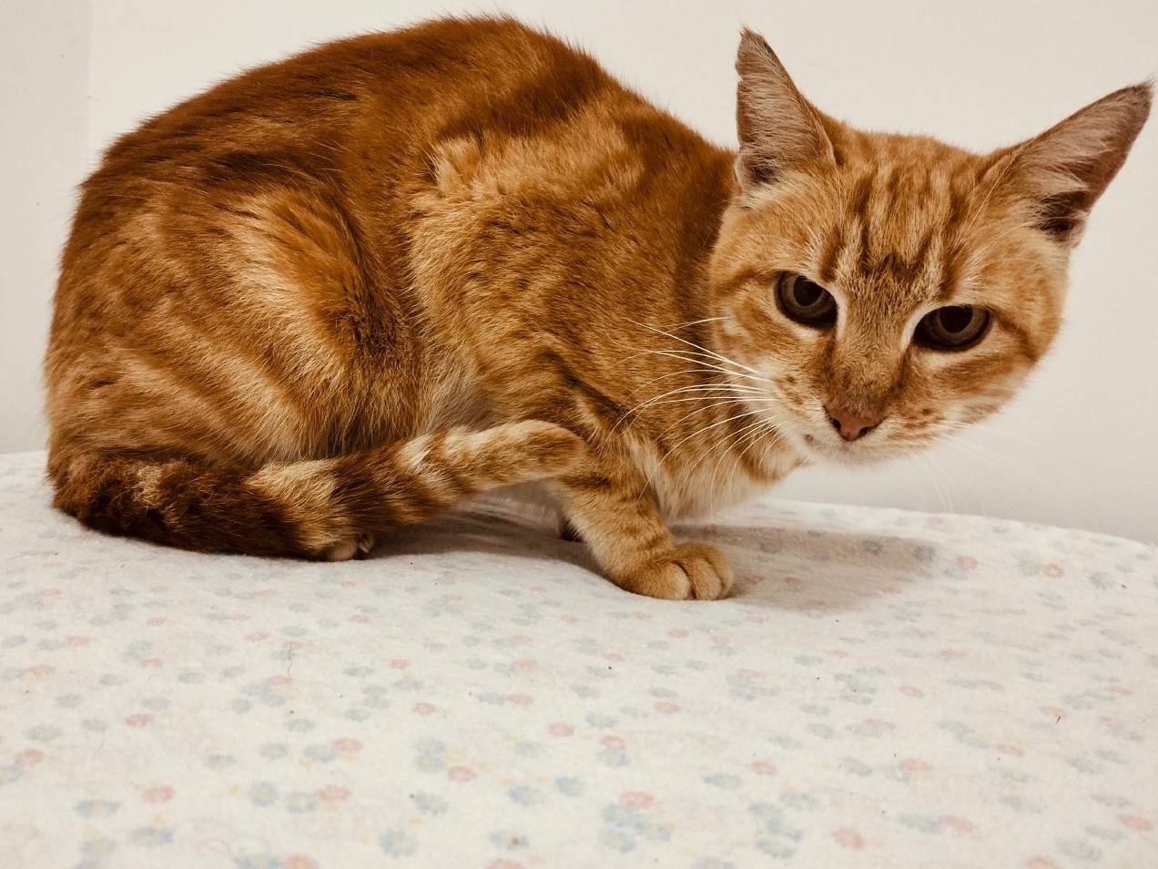 Vuoi adottare un gatto a Bari?