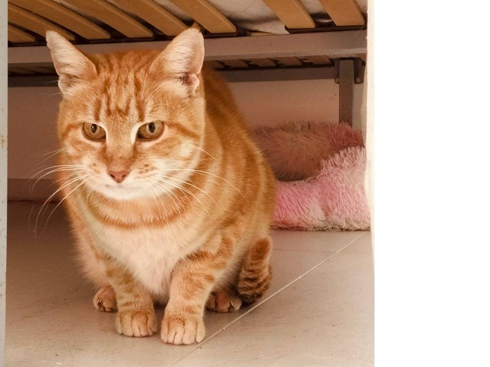 Adotta il gatto CAMILLA a Bari