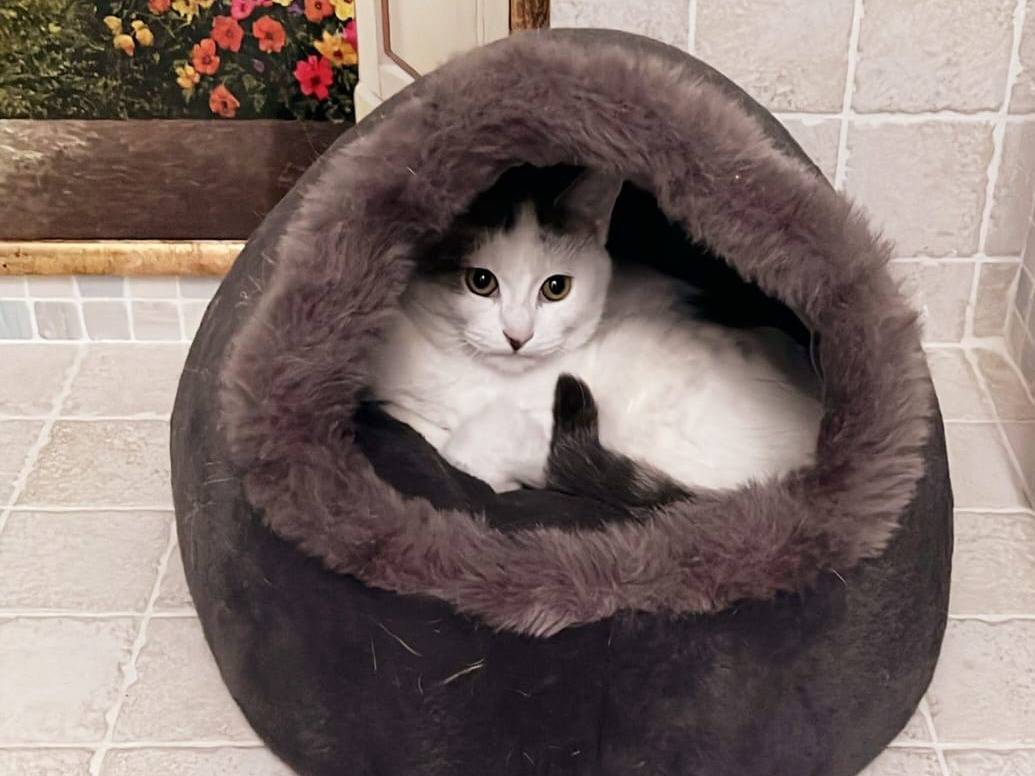 Adozione gatto, maschio, Razza sconosciuta Razza sconosciuta, 7 mesi, taglia non valida, Ancona