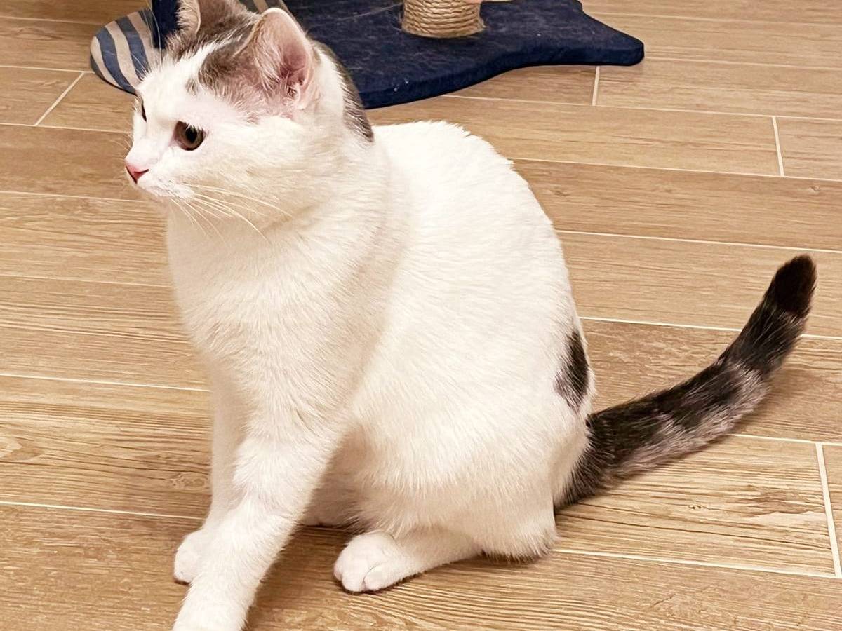 Adotta un gatto, maschio, 7 mesi, Ancona