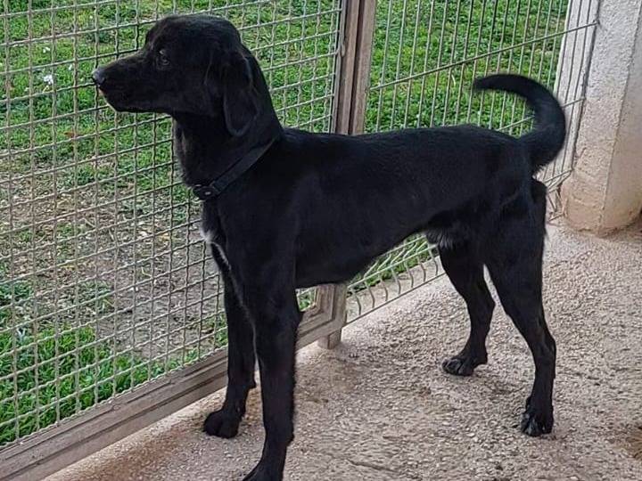 Vuoi adottare un cane a Bari?