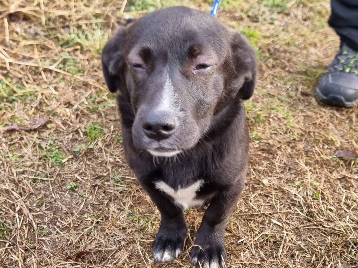 Adozione cane, maschio, Bassotto Razza sconosciuta, 6 mesi, taglia media contenuta, Pavia