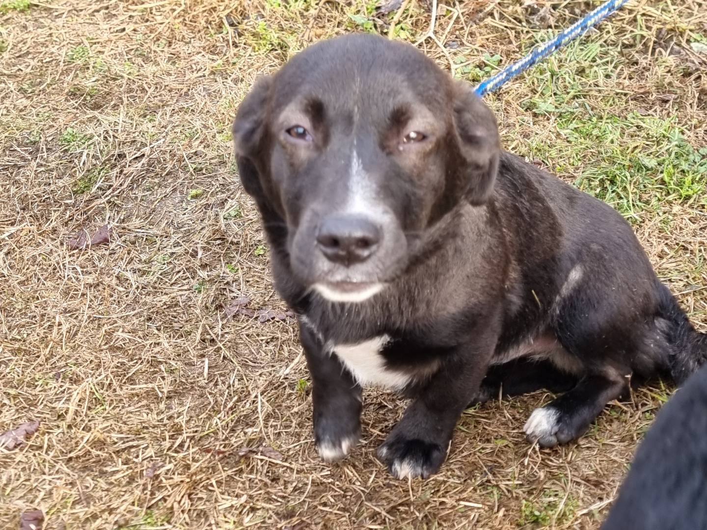 Adotta un cane, taglia media contenuta, maschio, Pavia