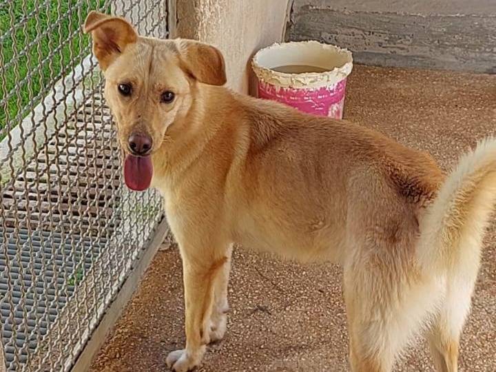 Vuoi adottare un cane a Bari?