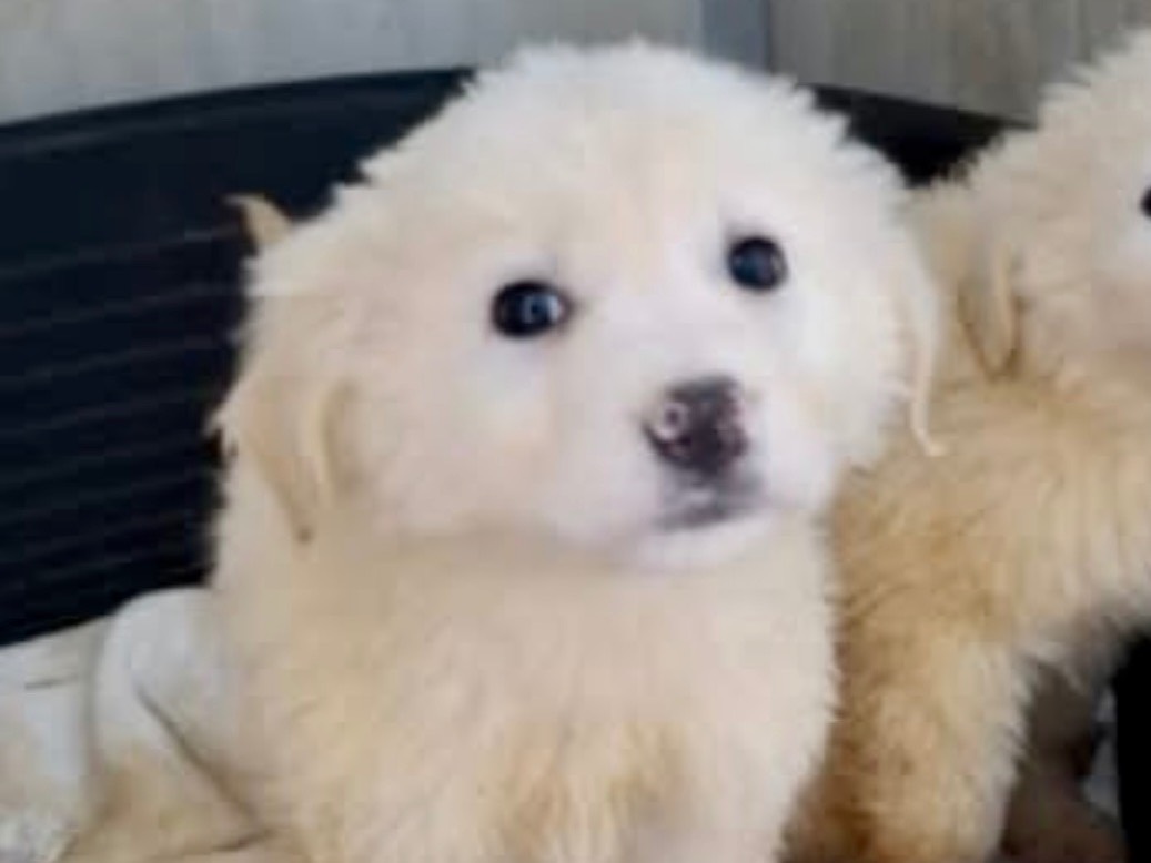 Vuoi adottare un cane a Potenza?