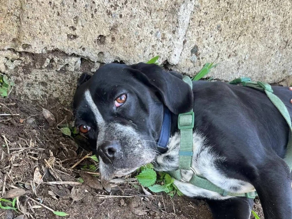 Adotta il cane DORA a Caserta