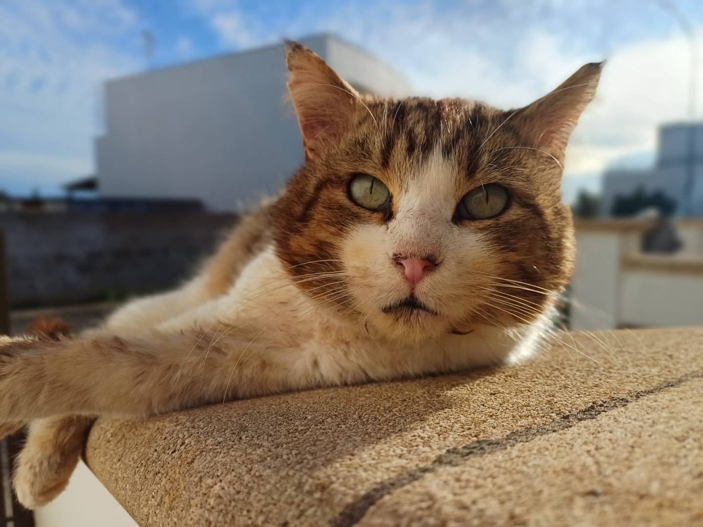 Adozione gatto, maschio, Razza sconosciuta Razza sconosciuta, 9 anni e 11 mesi, taglia non valida, Lecce