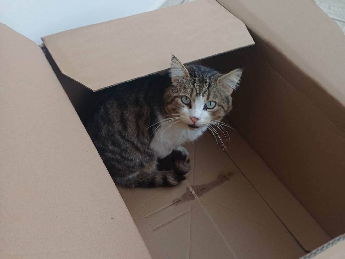 Adotta un gatto, maschio, 9 anni e 11 mesi, Lecce