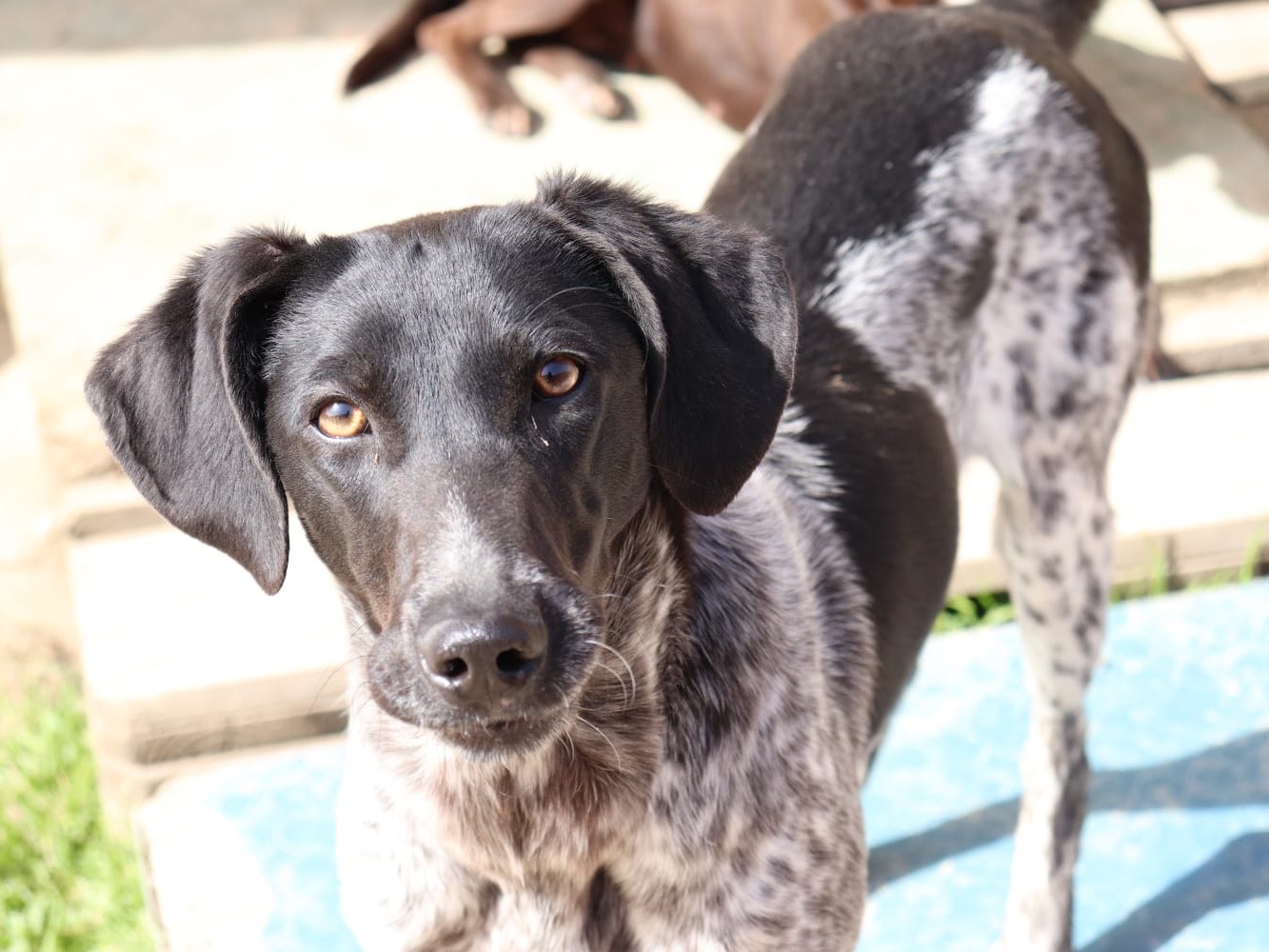 Adozione cane, femmina, Razza sconosciuta Razza sconosciuta, 2 anni e 1 mese, taglia media contenuta, Sud