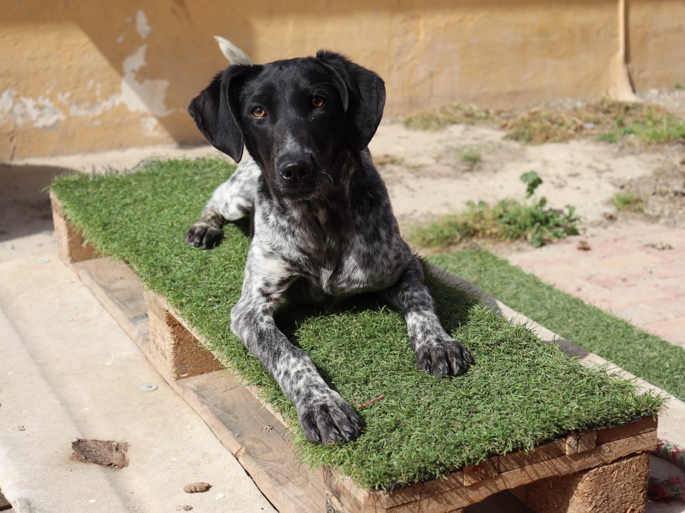 Adotta un cane, femmina, 2 anni e 1 mese, Sud