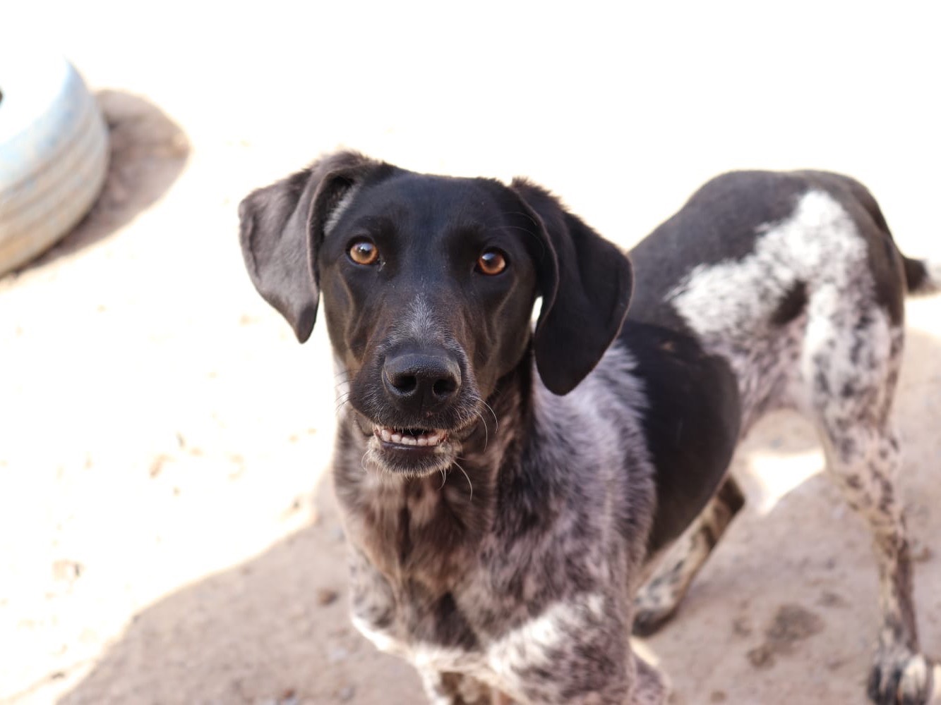 Vuoi adottare un cane a Sud?