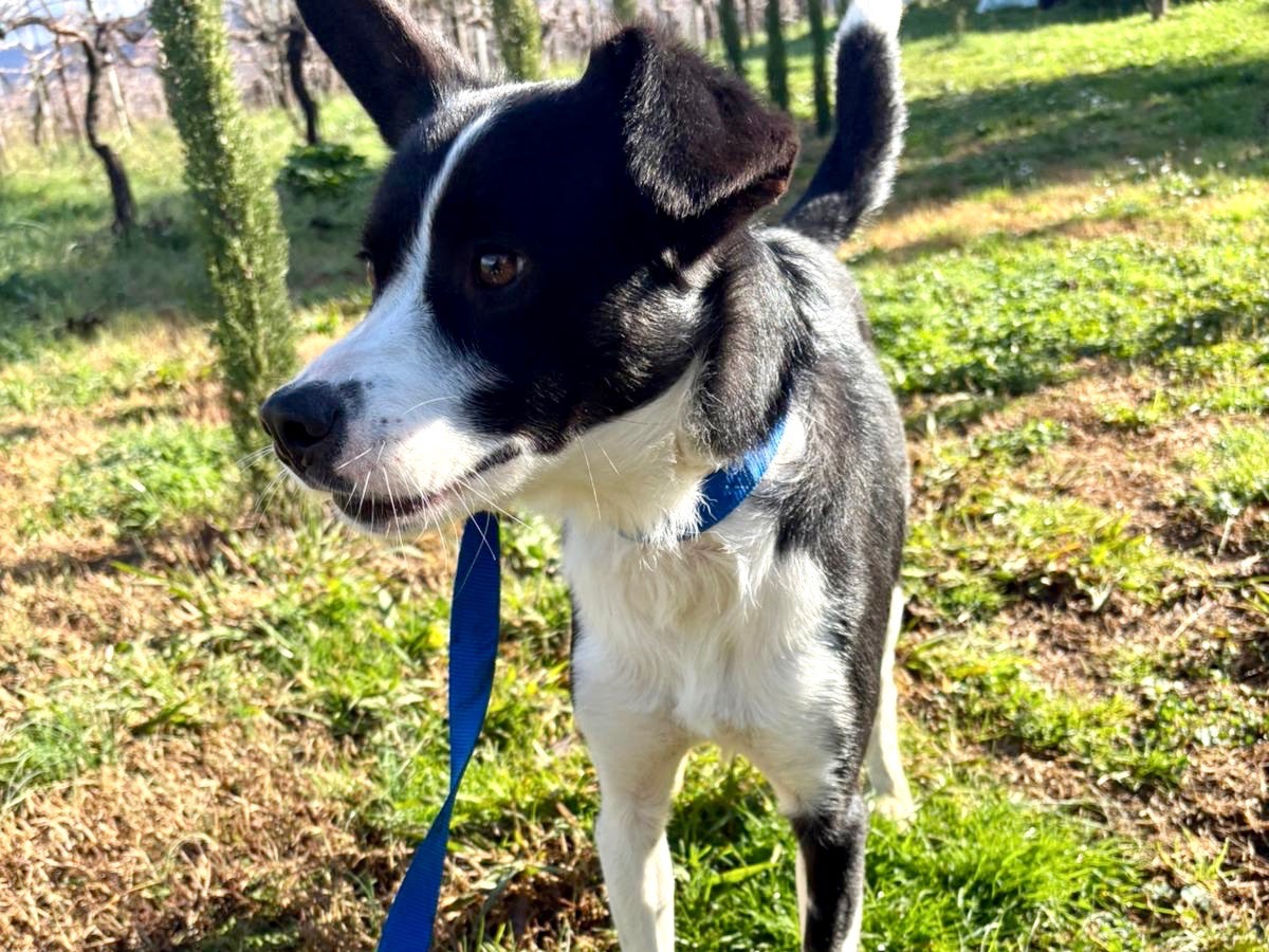 Adozione cane, maschio, Border Collie Razza sconosciuta, 1 anno e 11 mesi, taglia media contenuta, Latina