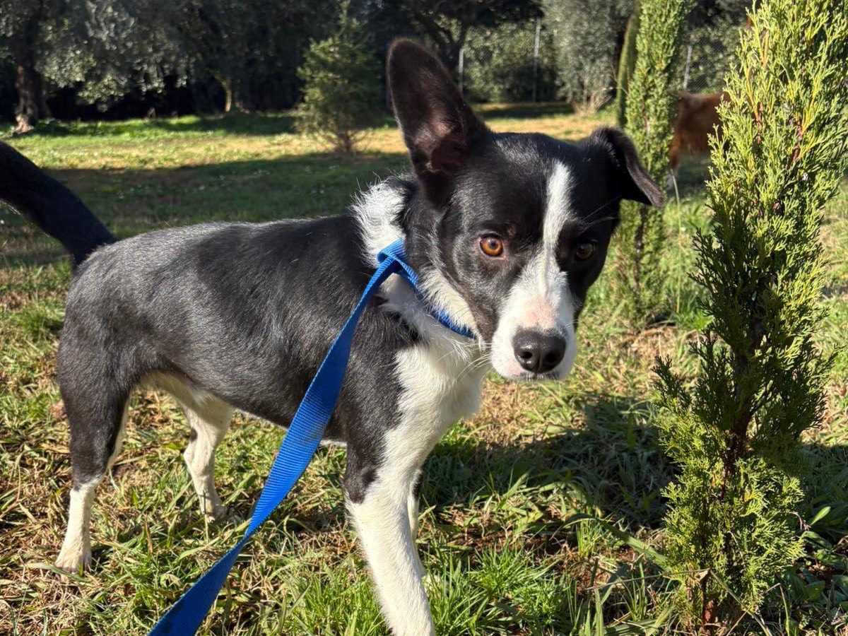 Adotta un cane, maschio, 1 anno e 11 mesi, Latina