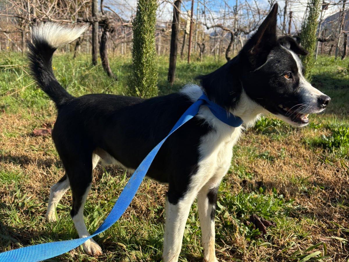 Adotta un cane, taglia media contenuta, maschio, Latina
