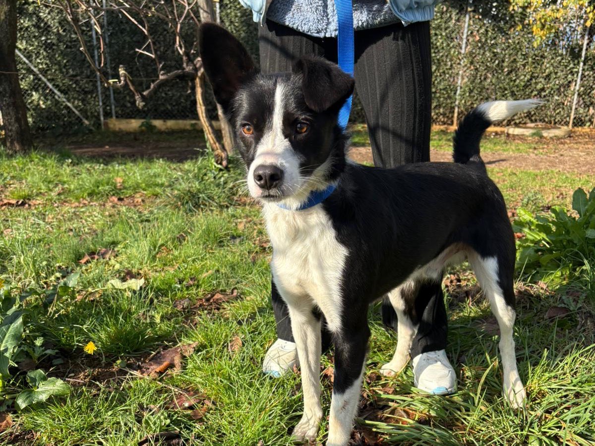 Adotta il cane Olly a Latina