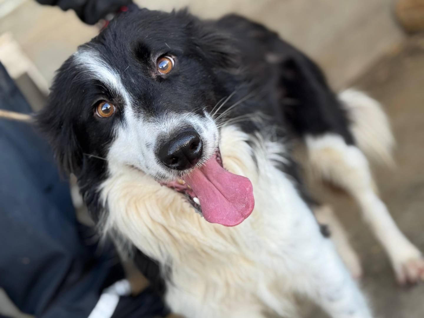 Adozione cane, maschio, Border Collie Razza sconosciuta, 2 anni, taglia media, Frosinone