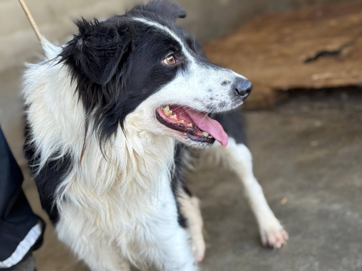 Adotta un cane, maschio, 2 anni, Frosinone