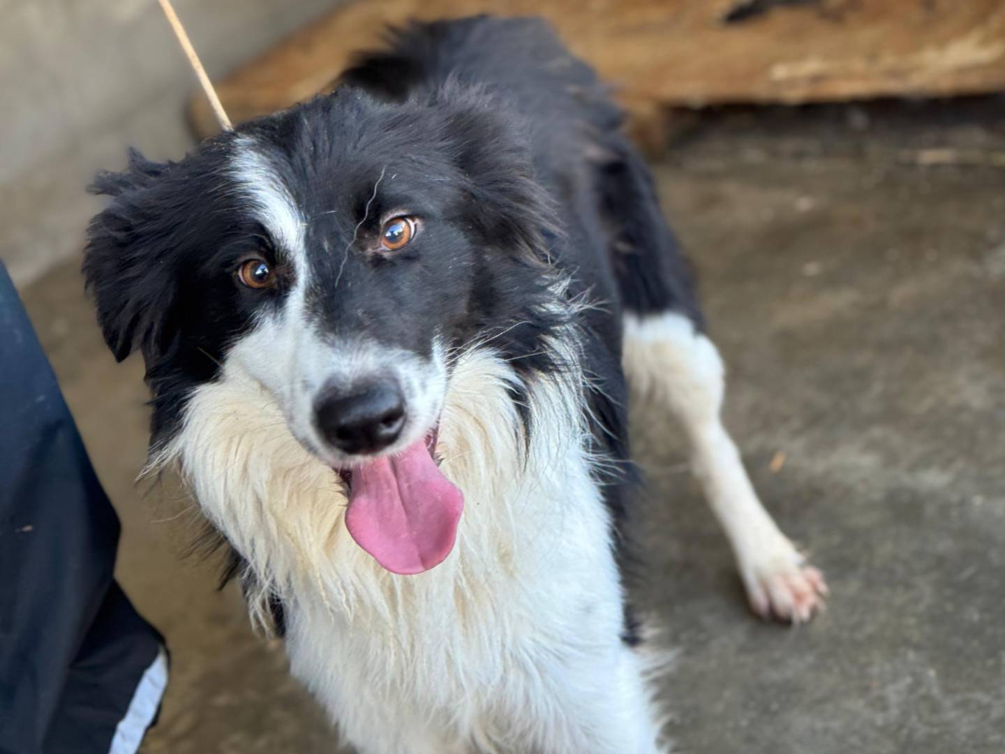 Adotta un cane, taglia media, maschio, Frosinone