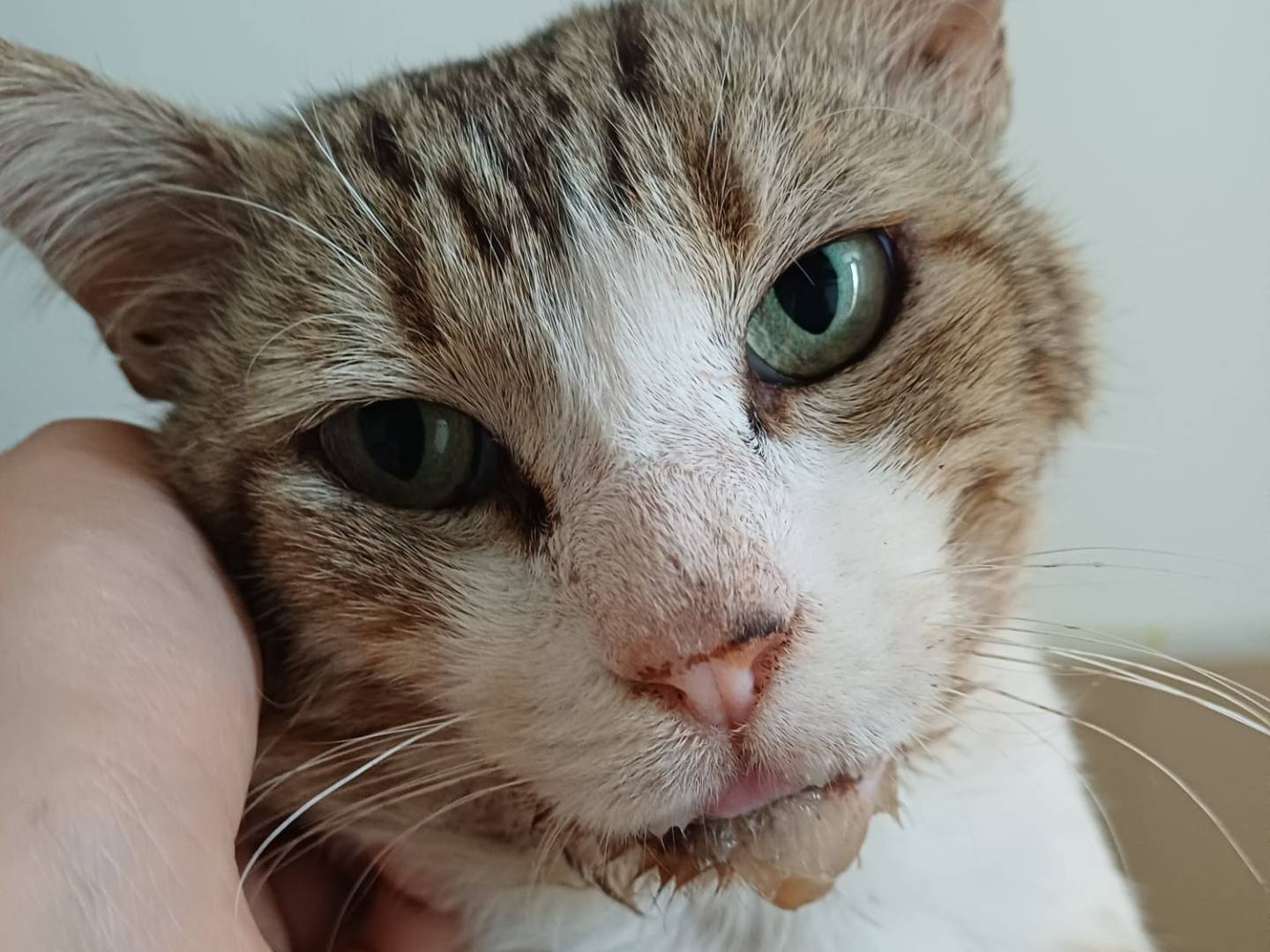 Vuoi adottare un gatto a Lecce?