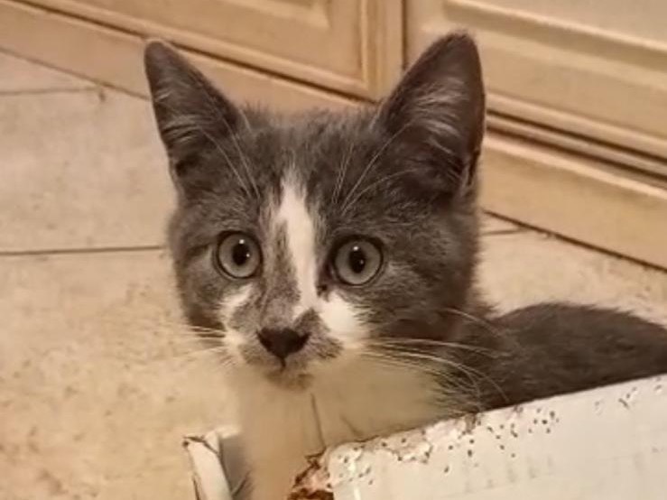 Adozione gatto, femmina, Razza sconosciuta Razza sconosciuta, 3 mesi, taglia non valida, Latina