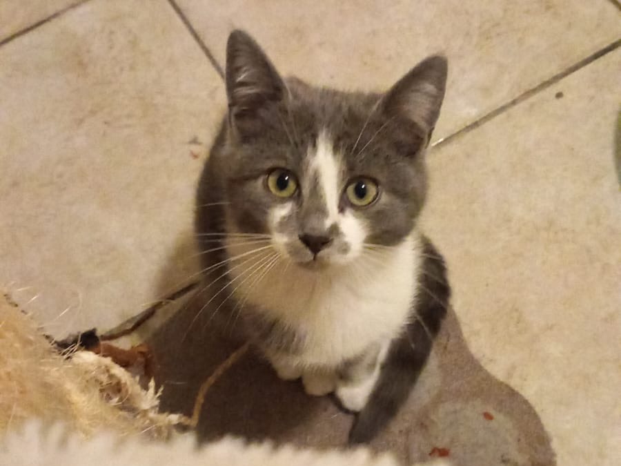 Adotta un gatto, femmina, 3 mesi, Latina