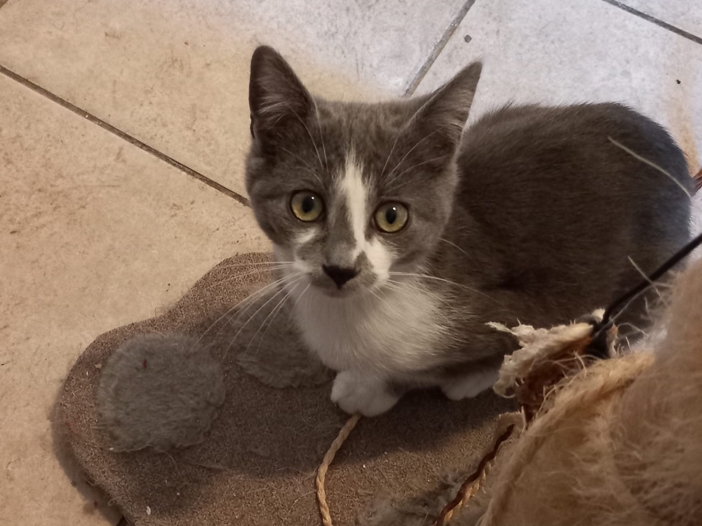 Vuoi adottare un gatto a Latina?