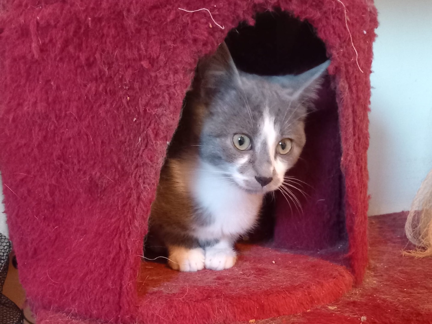 Adotta il gatto Greta a Latina