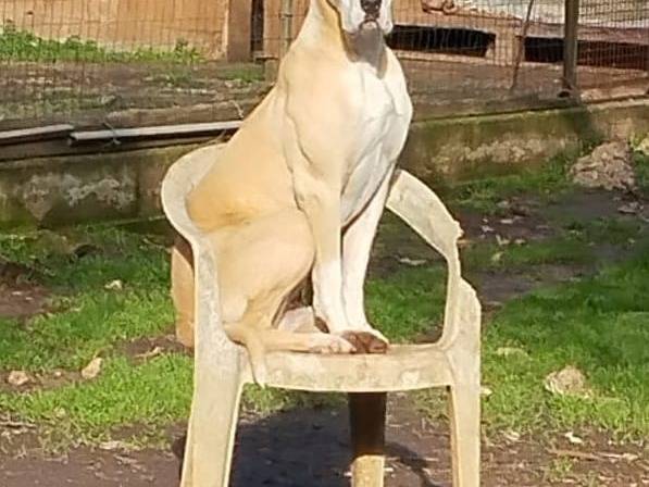 Adozione cane, femmina, Razza sconosciuta Razza sconosciuta, 5 anni, taglia grande, Bari