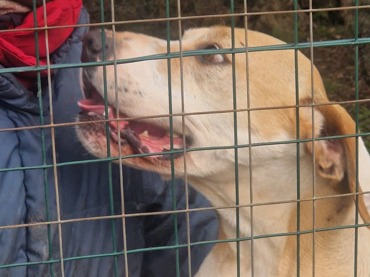 Adotta un cane, femmina, 5 anni, Bari