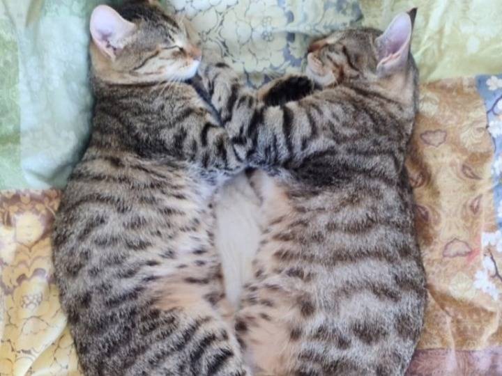 Adotta un gatto, femmina, 7 mesi, Bari