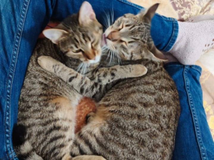 Adotta un gatto, taglia non valida, femmina, Bari