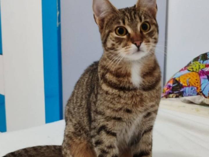 Vuoi adottare un gatto a Bari?