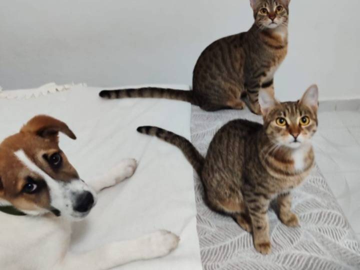 Adotta il gatto Masha e Millo a Bari