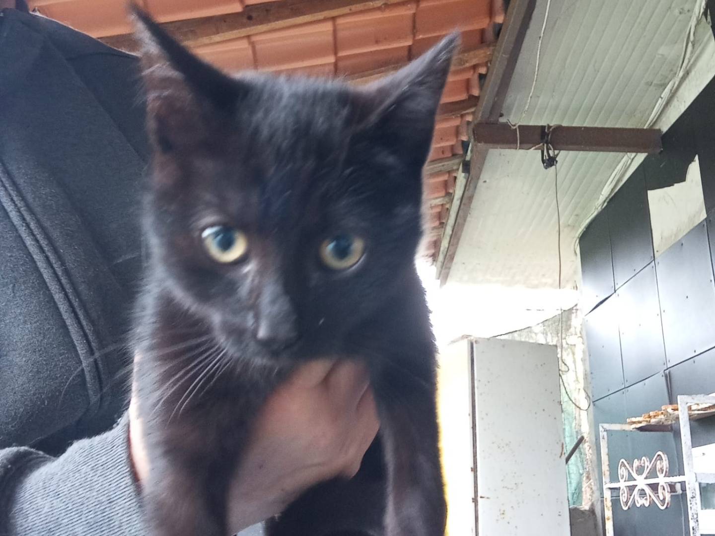 Adozione gatto, femmina, Razza sconosciuta Razza sconosciuta, 7 mesi, taglia non valida, Napoli
