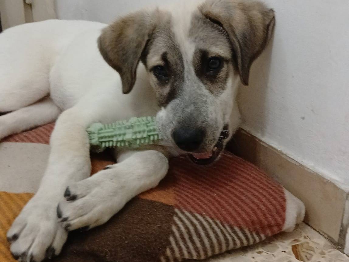 Adozione cane, maschio, Razza sconosciuta Razza sconosciuta, 1 anno e 3 mesi, taglia media, Potenza