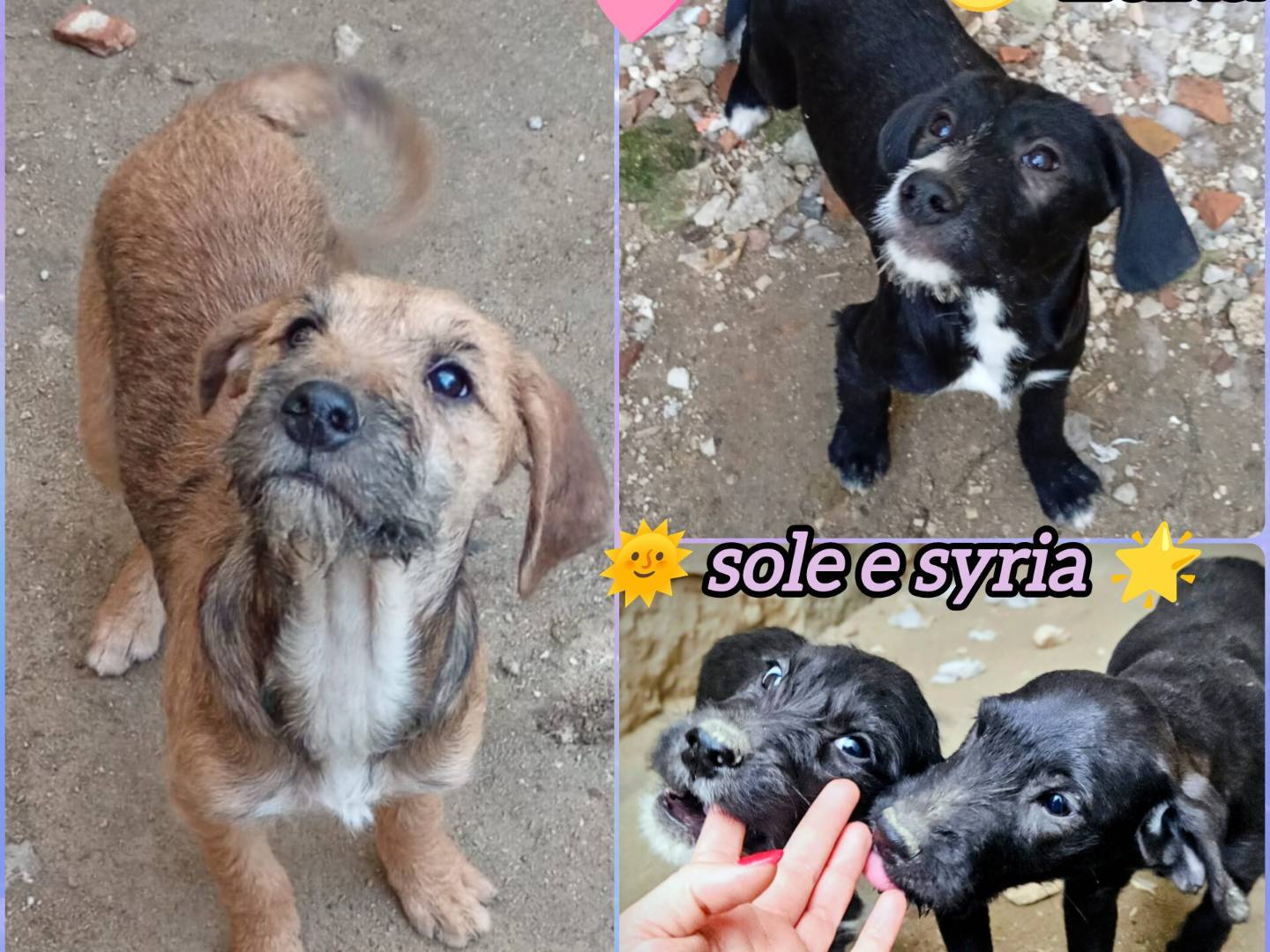 Adozione cane, femmina, Razza sconosciuta Razza sconosciuta, 6 mesi, taglia media, Varese