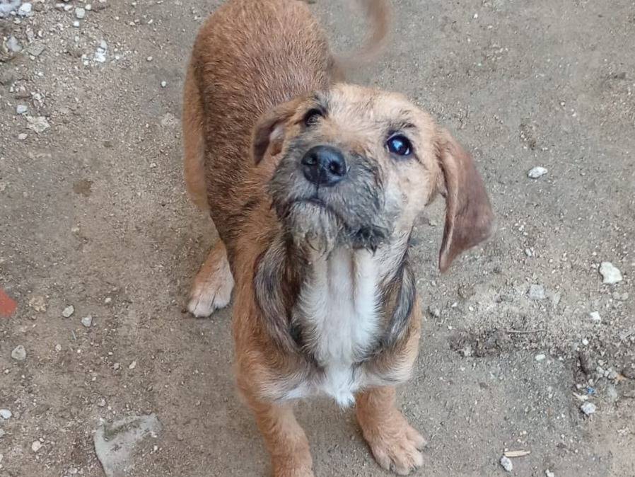 Adotta un cane, femmina, 6 mesi, Varese